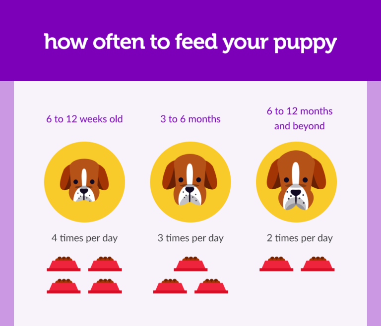 Not Sure How Much You Should Feed Your Puppy? We’re Here to Help