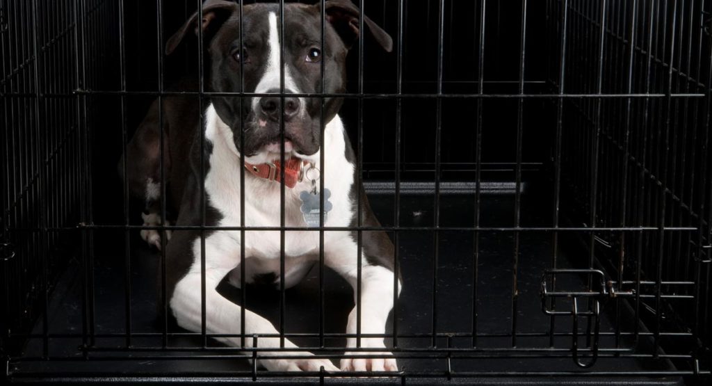 Puppy’s First Night Home Crate Training a Crying Puppy