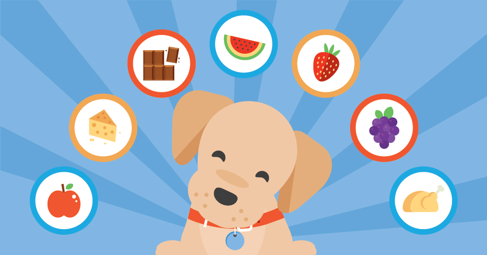 What Foods Are Safe for Your Puppy to Eat?