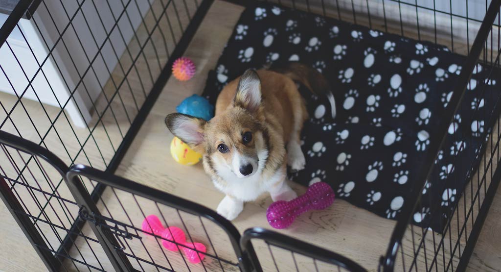 Crate Training a Puppy While at Work A FourStep Guide