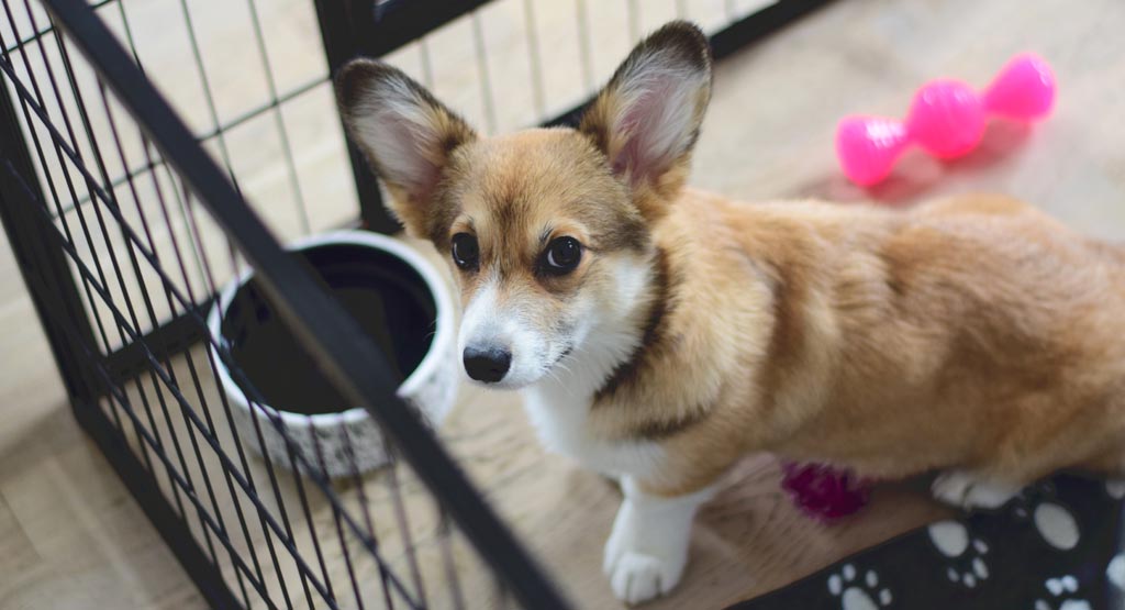 Crate Training a Puppy While at Work A FourStep Guide