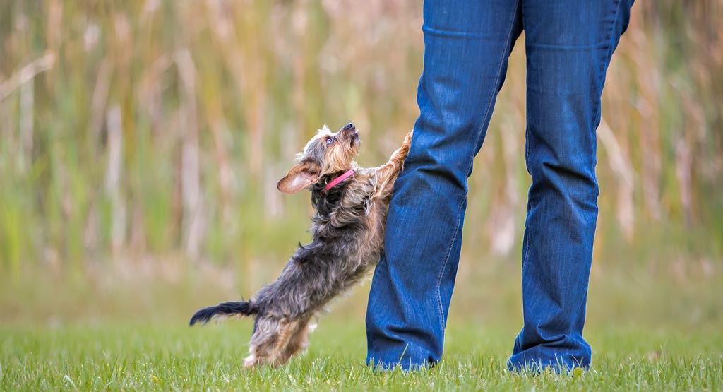 How to Stop Puppy from Jumping Up On You or Your Guests