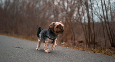 When Do Dogs Stop Growing? A Puppy Growth Guide