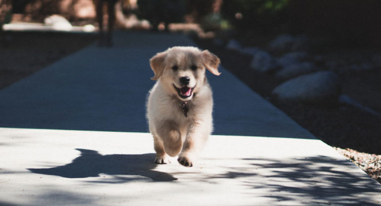 Pup Rise When to Switch to Adult Dog Food: Puppy Growth Guide
