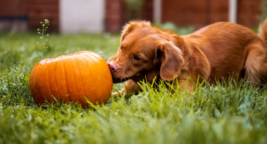 What to Do if Your Dog Won’t Eat His Food but Will Eat Treats